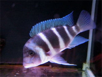 薩伊藍六間魚