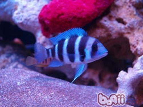 薩伊藍六間魚