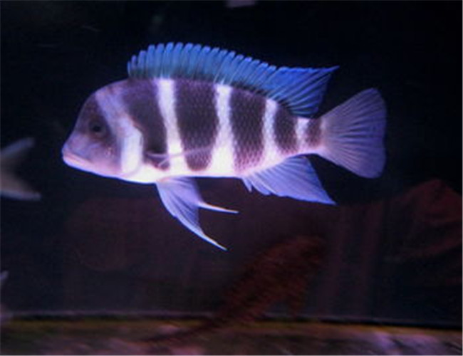 薩伊藍六間魚
