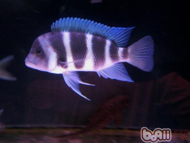 薩伊藍六間魚