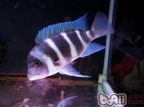 薩伊藍六間魚