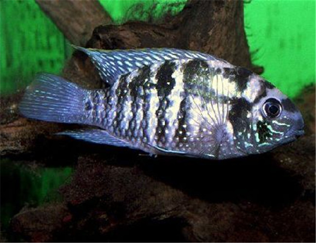 藍曼龍魚