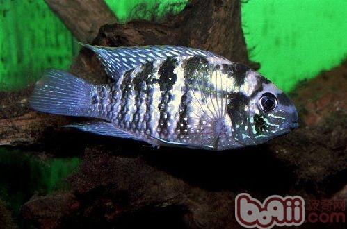 藍曼龍魚