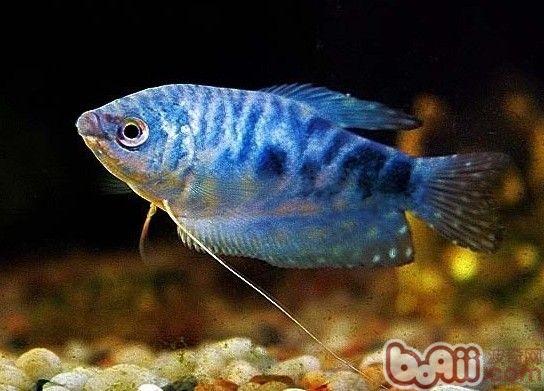 藍曼龍魚