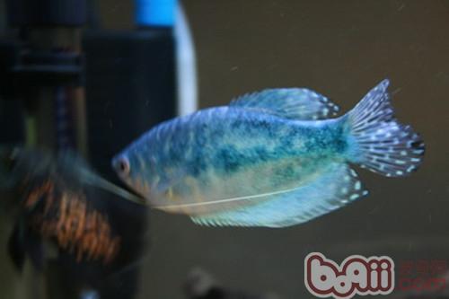 藍曼龍魚