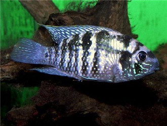 藍曼龍魚