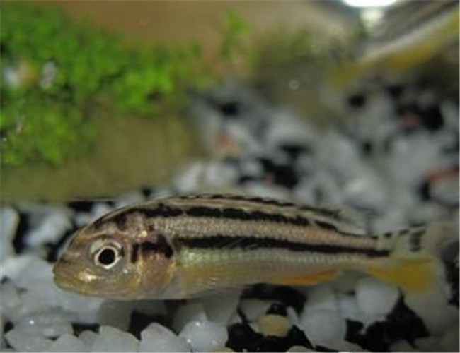 非洲鳳凰魚