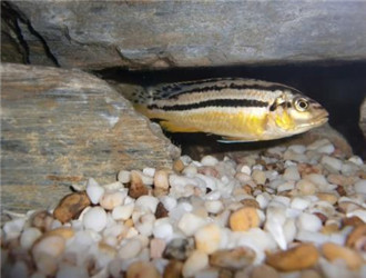非洲鳳凰魚