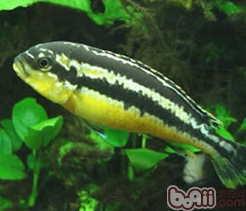 非洲鳳凰魚