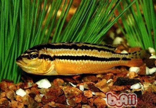 非洲鳳凰魚