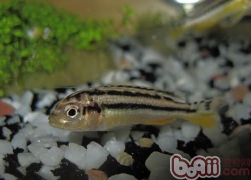 非洲鳳凰魚