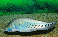 七星刀魚