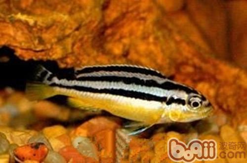 非洲鳳凰魚