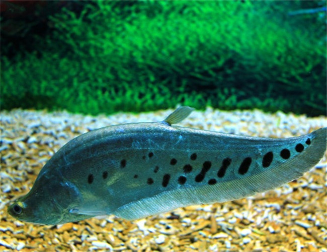 七星刀魚