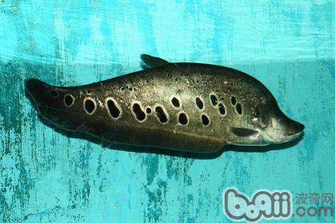 七星刀魚