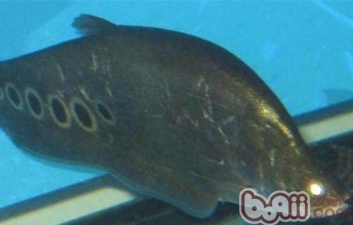 七星刀魚