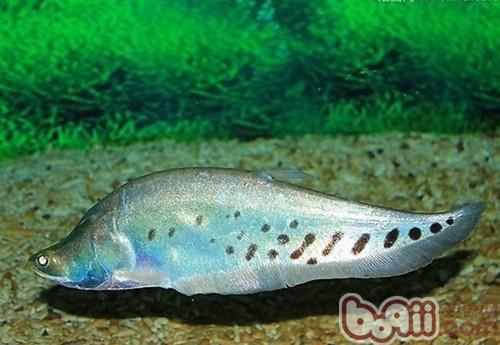 七星刀魚