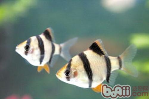虎皮魚