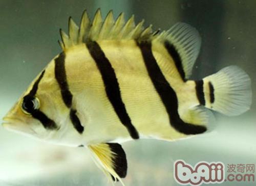 虎皮魚