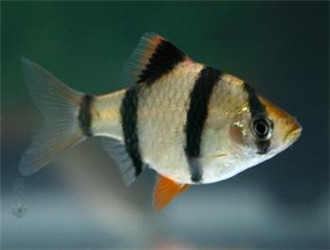 虎皮魚
