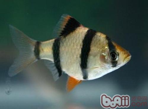 虎皮魚