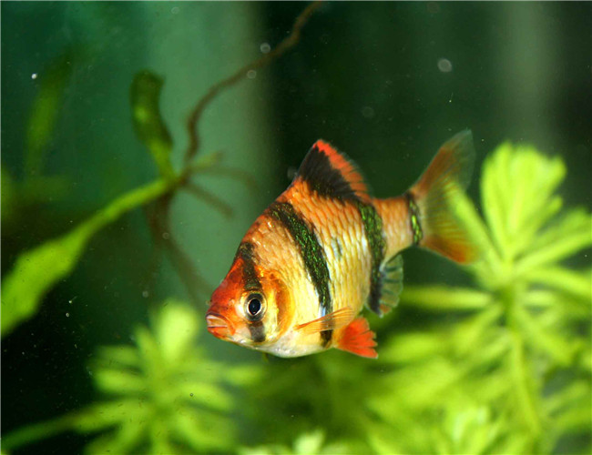 虎皮魚
