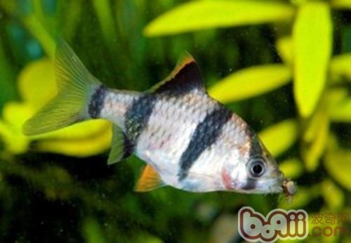 虎皮魚