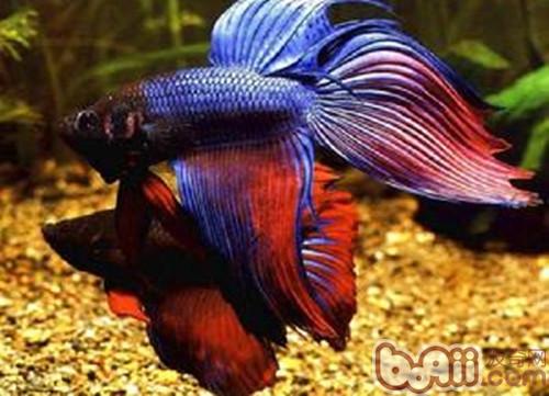 泰國斗魚