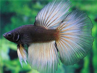 泰國斗魚