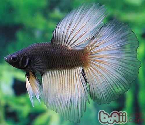 泰國斗魚