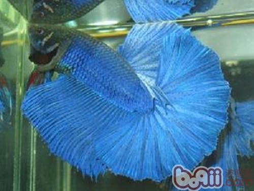 泰國斗魚