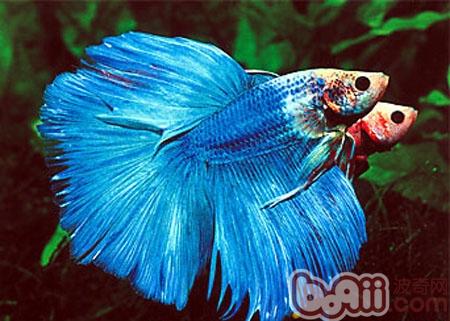 泰國斗魚