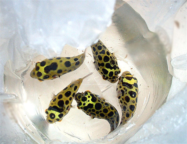 潛水艇魚