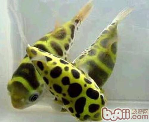 潛水艇魚