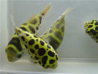 潛水艇魚