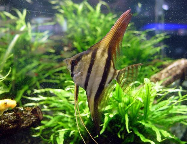埃及神仙魚