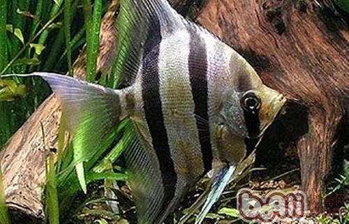 埃及神仙魚