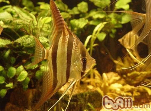 埃及神仙魚