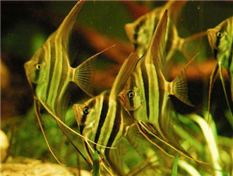 埃及神仙魚
