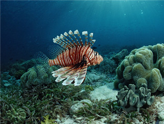 獅子魚
