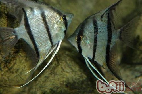 埃及神仙魚