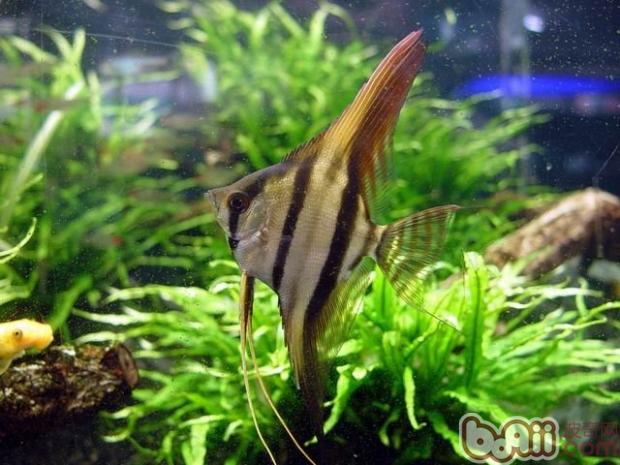 埃及神仙魚