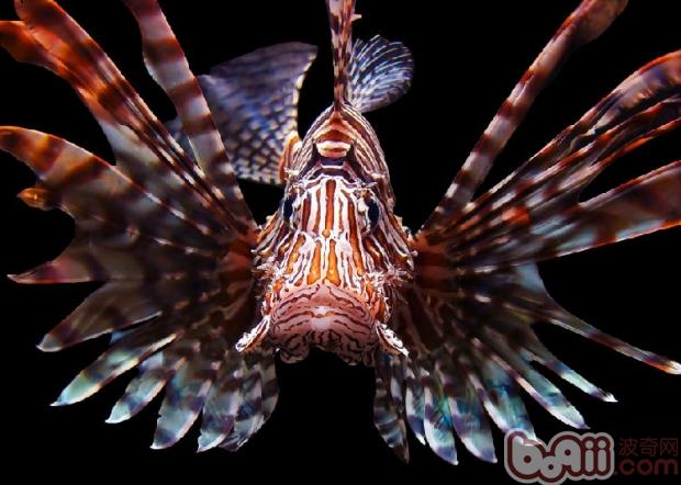 獅子魚