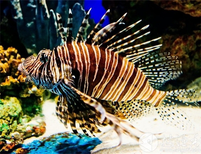 獅子魚