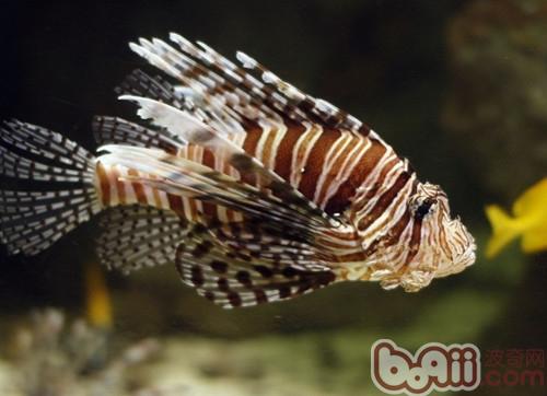 獅子魚
