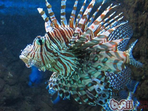 獅子魚
