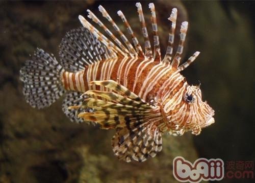 獅子魚