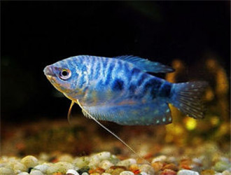 藍星魚