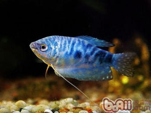 藍星魚