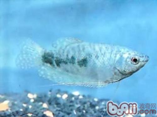 藍星魚